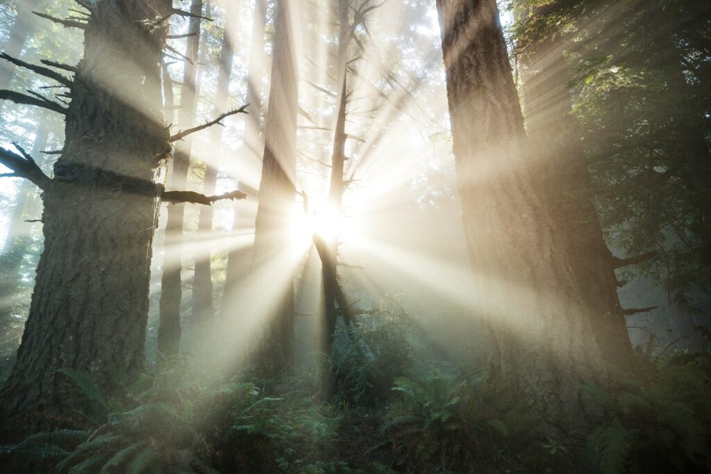 Sunny beams