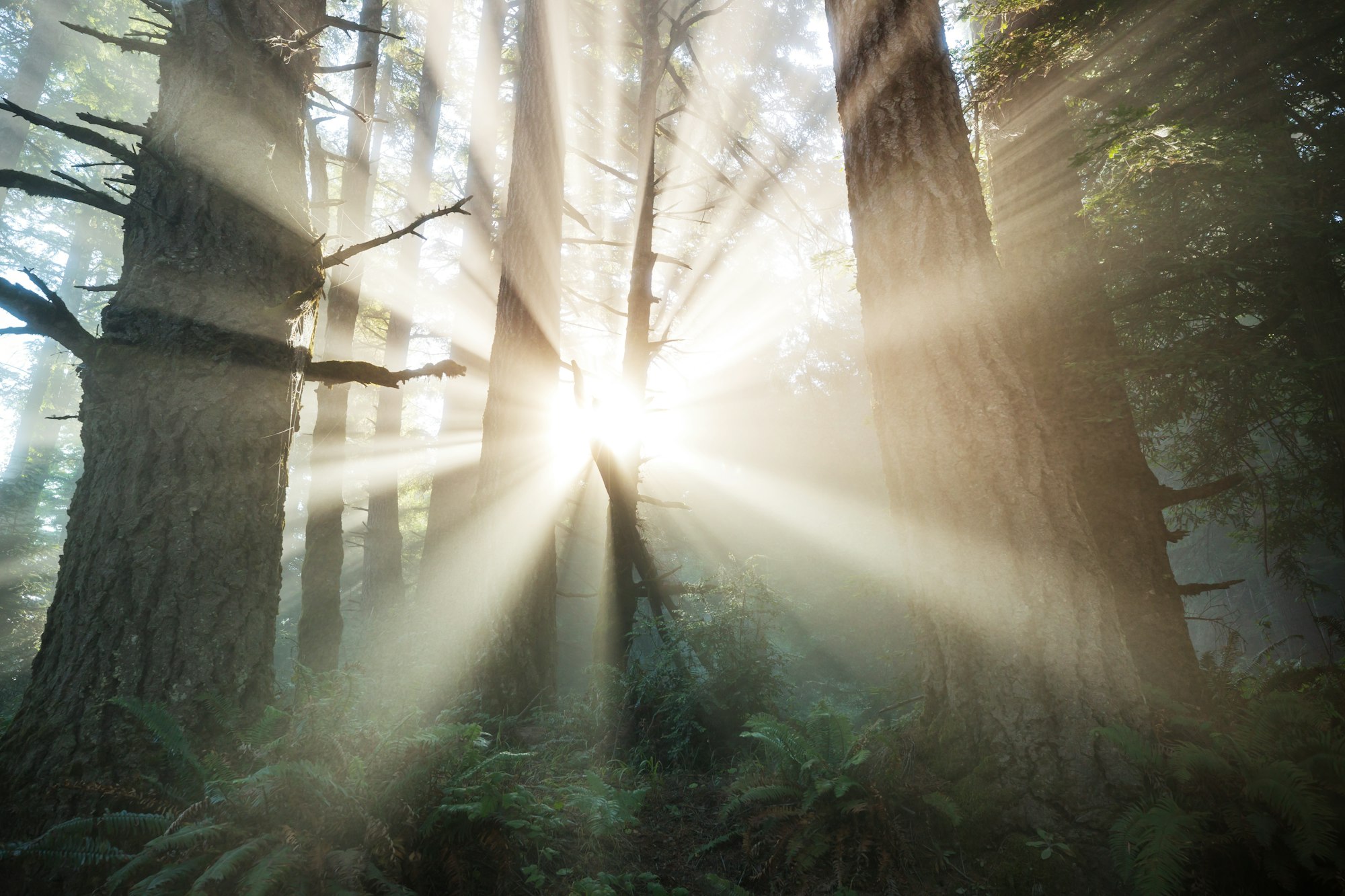 Sunny beams